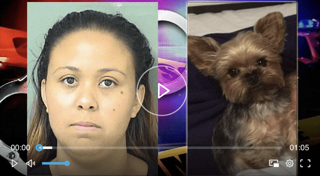 Missing dog returned to owner, neighbor charged – Jamie Katz, Pet Detective